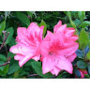 Meet your Posher, Aliya